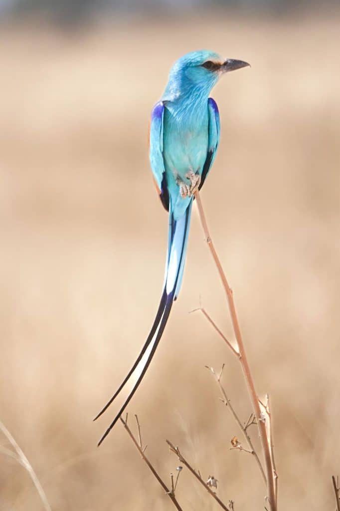 Ethiopia birding tours