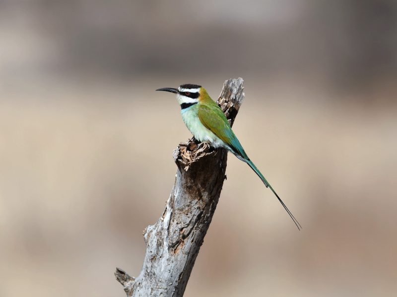 Birding trips