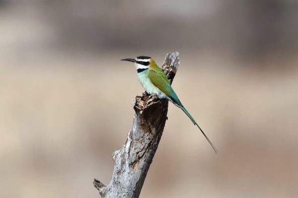 Birding trips