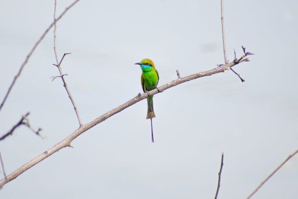 India birding tours