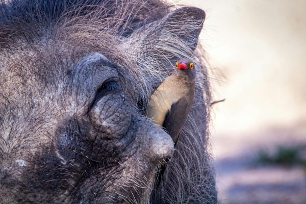 Kenya birding and safari