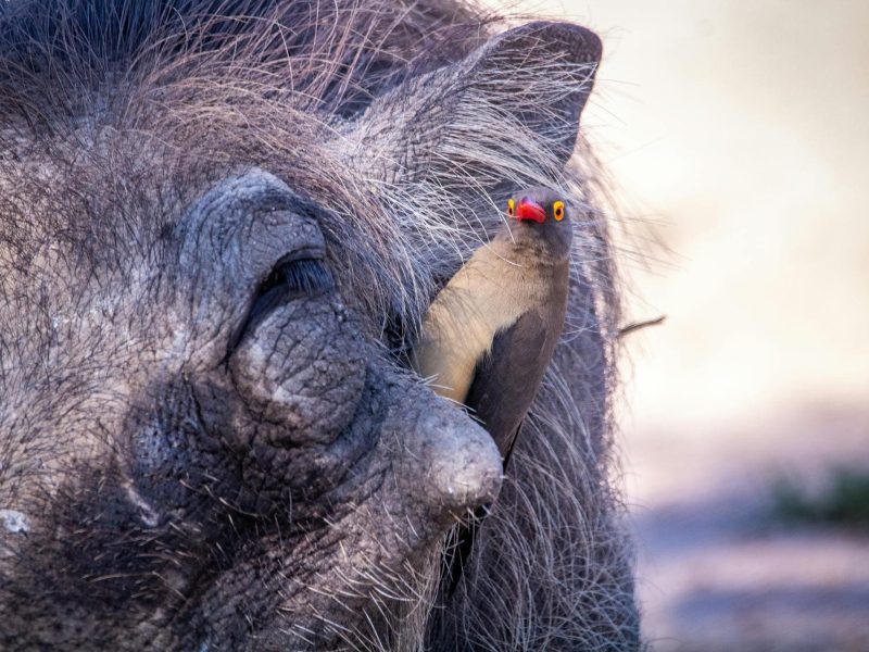 Kenya birding and safari