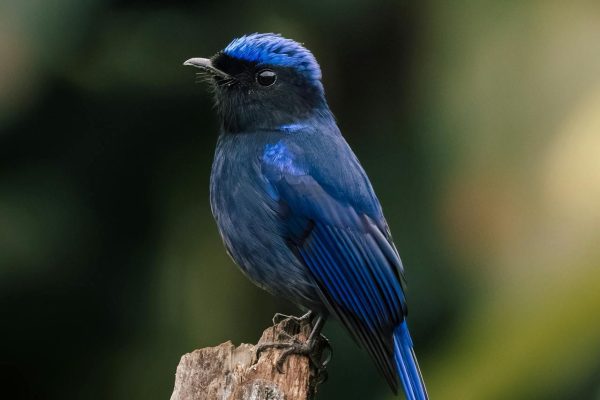 India birding tours