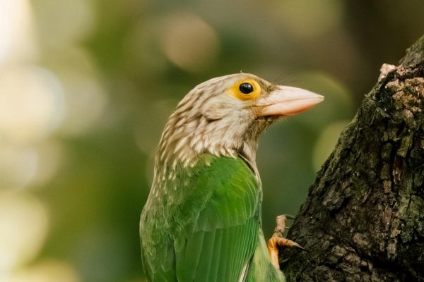 India birding tours