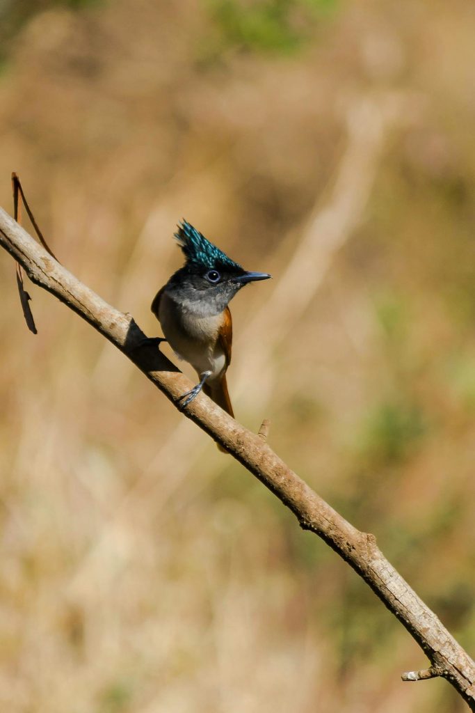 India birding tours