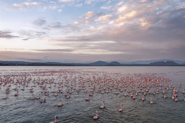 flamingo tour kenya
