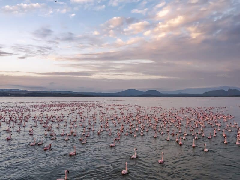 flamingo tour kenya