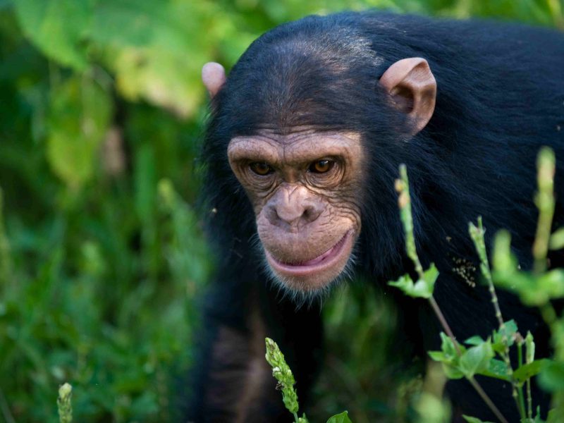 Gorilla and birding Uganda