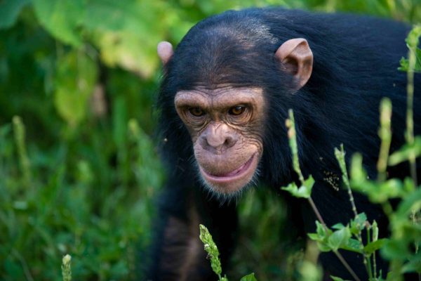 Gorilla and birding Uganda