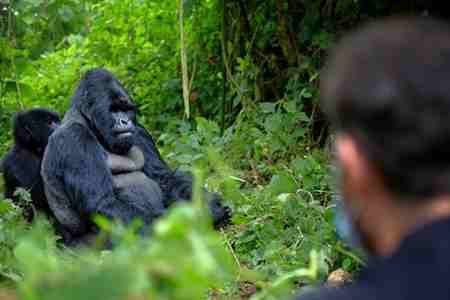 Gorilla and birding Uganda
