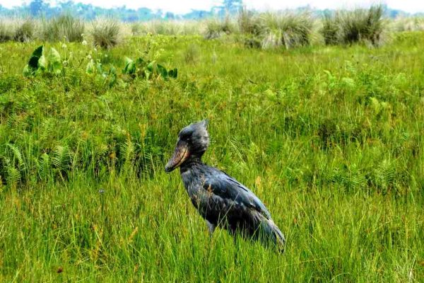 Best birdwatching holidays Uganda