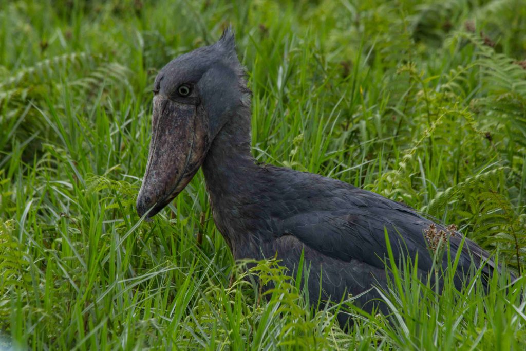 birding Kampala, birding Entebbe
