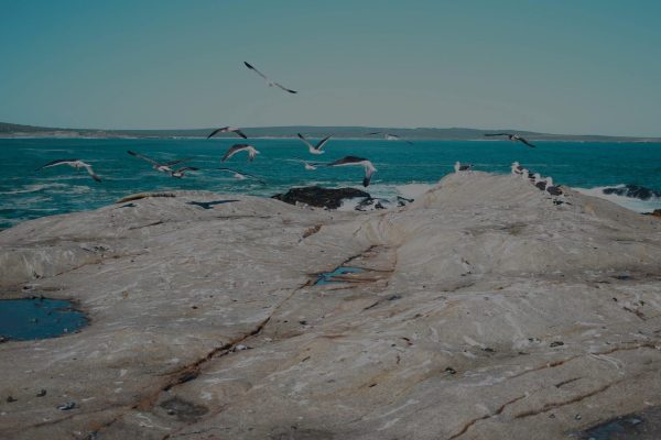 Cape town birding tours