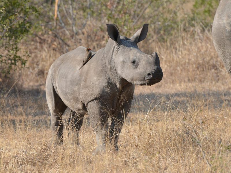 Kenya birds and wildlife safari
