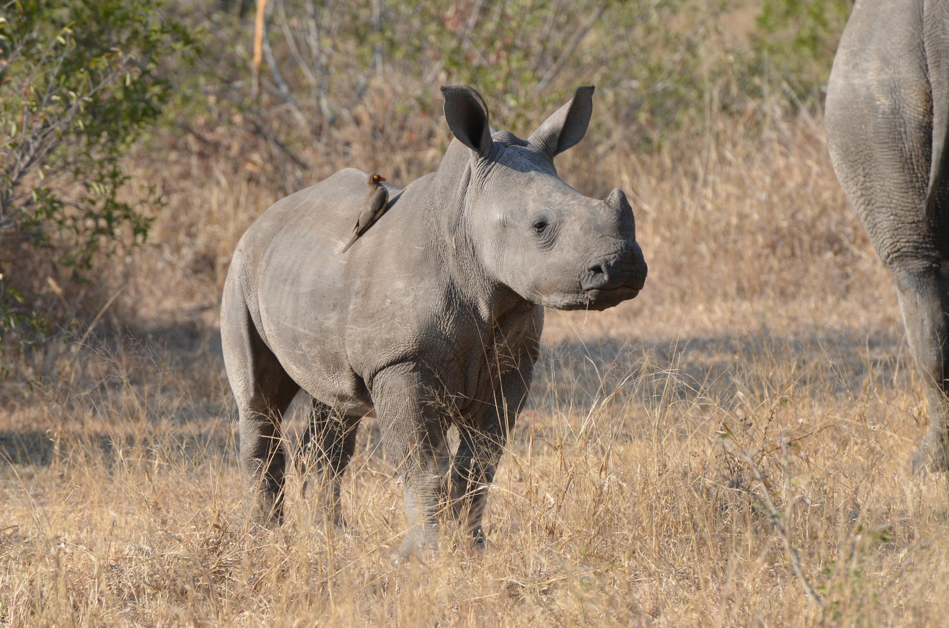Kenya birds and wildlife safari