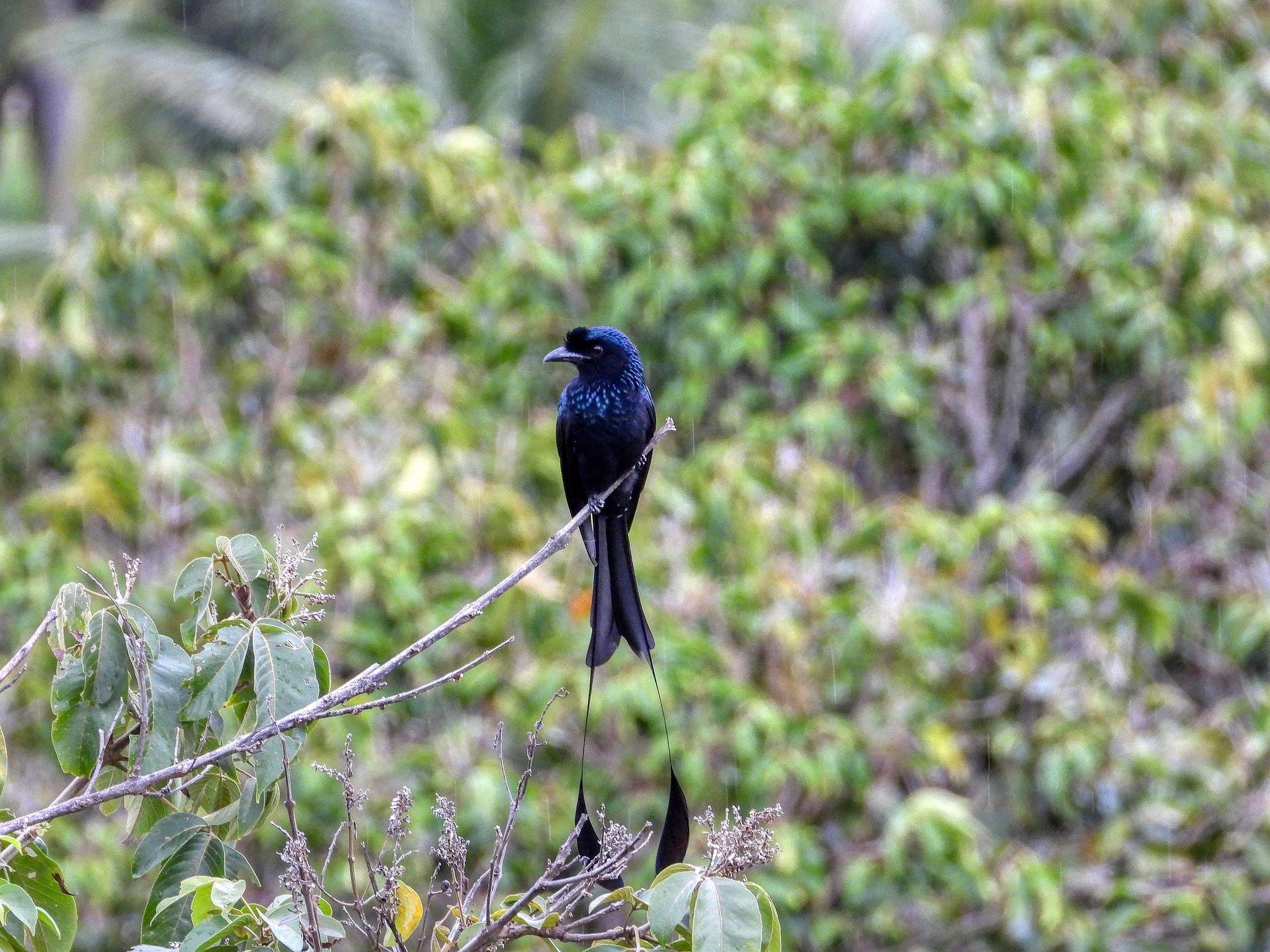 Central India birding tour