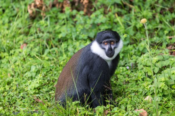 Rwanda birding tours