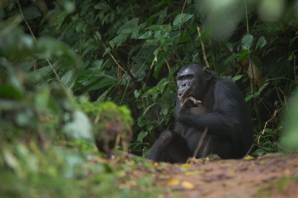 Rwanda birding tours