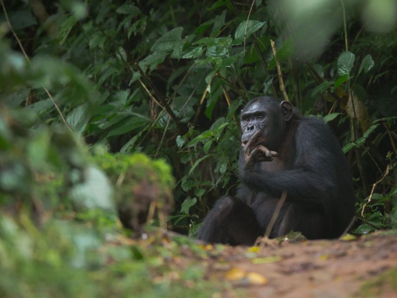 Rwanda birding tours