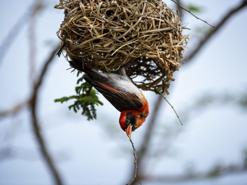 Uganda birdwatching safaris