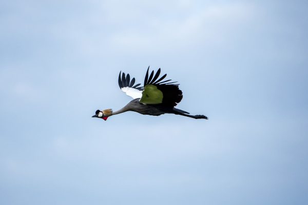 Rwanda birding tours