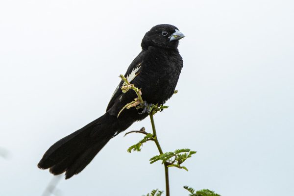 Rwanda birding tours