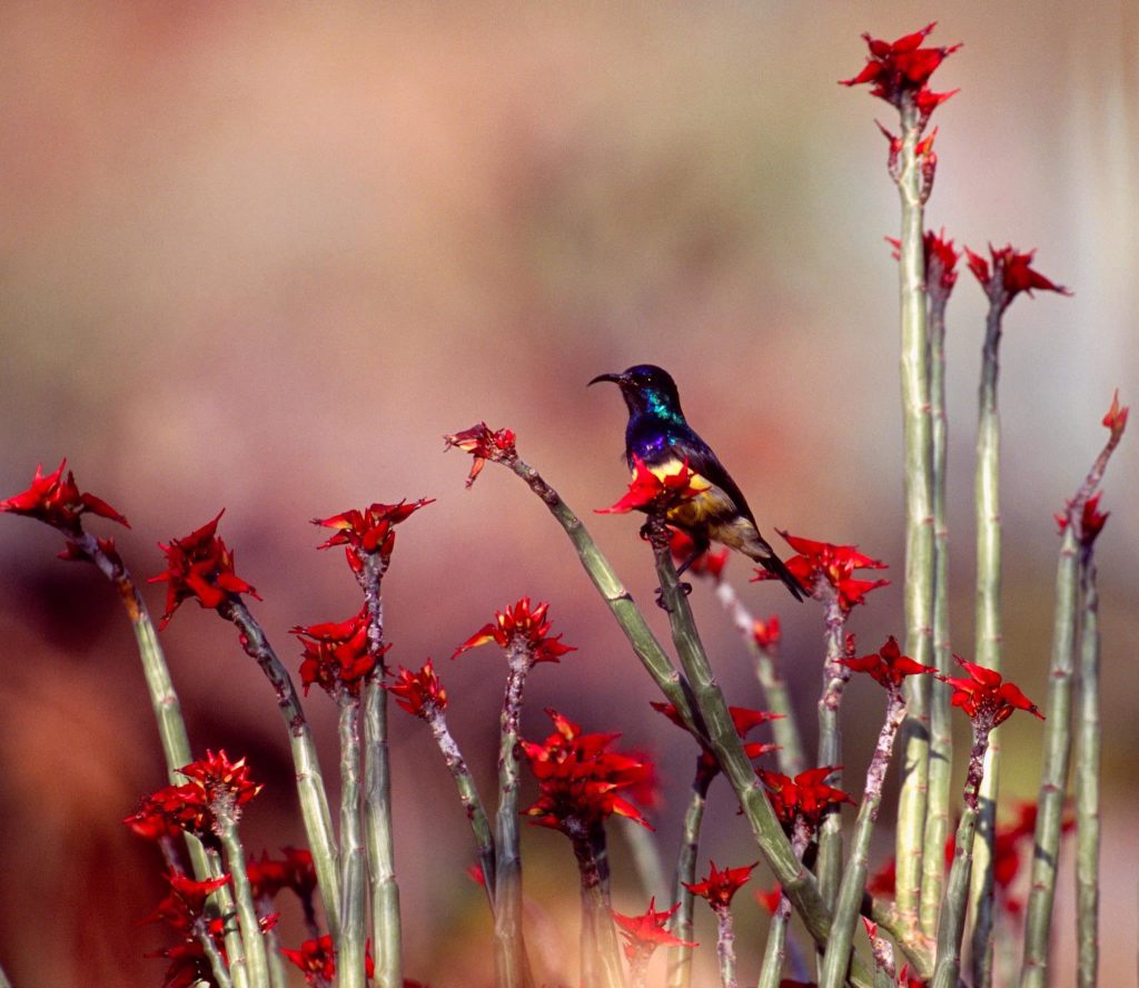 Rwanda birding tours