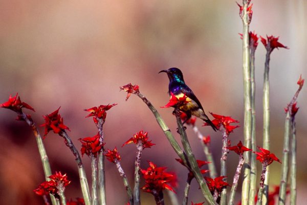 Rwanda birding tours