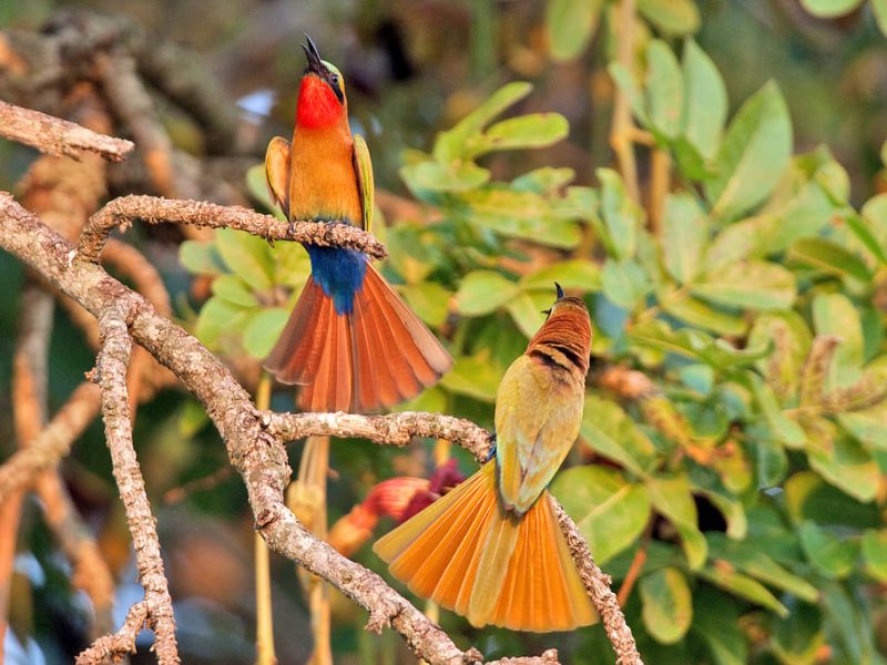 Uganda birdwatching safaris