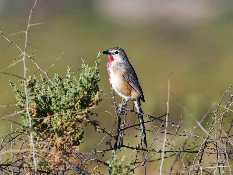 birding trips Arusha