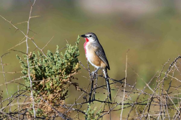 birding trips Arusha