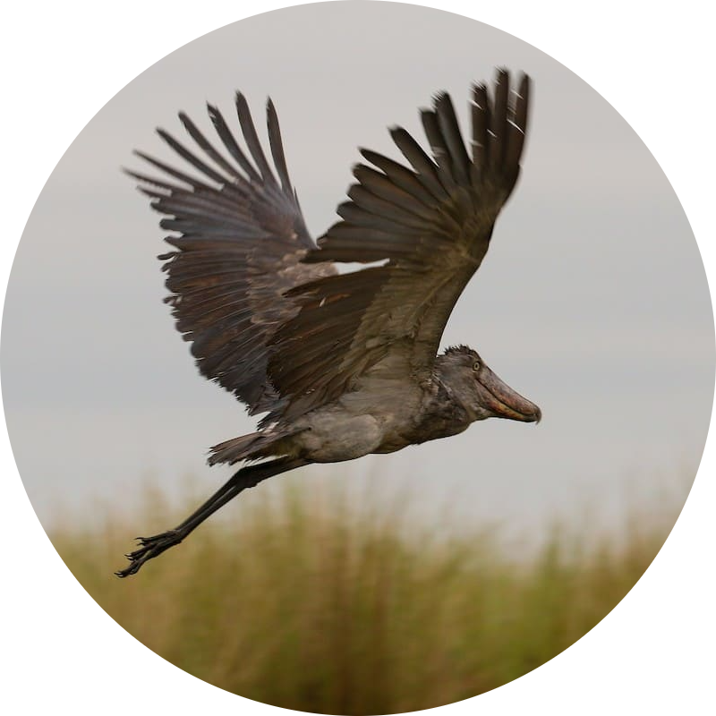 Uganda birding tours