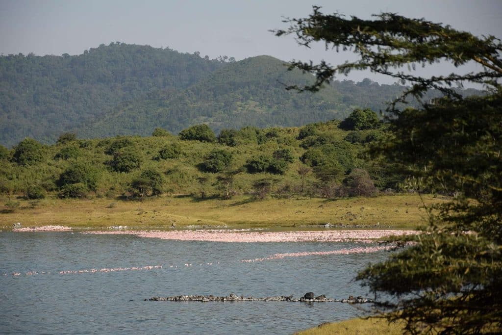 Arusha national Park birding tours