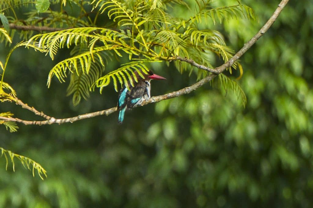 Uganda birdwatching tours