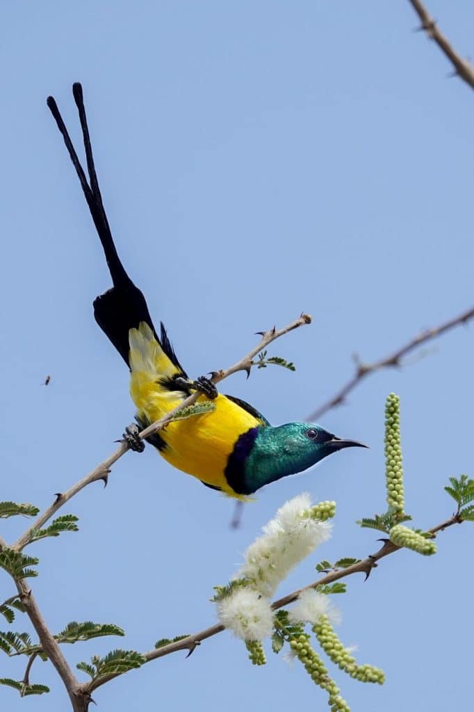 Ethiopia birding tours