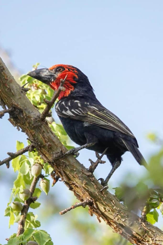 Ethiopia birding tours