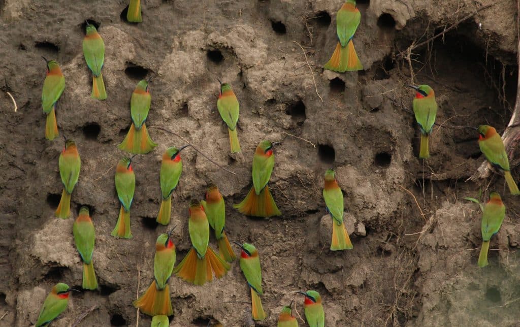 Uganda birding tours