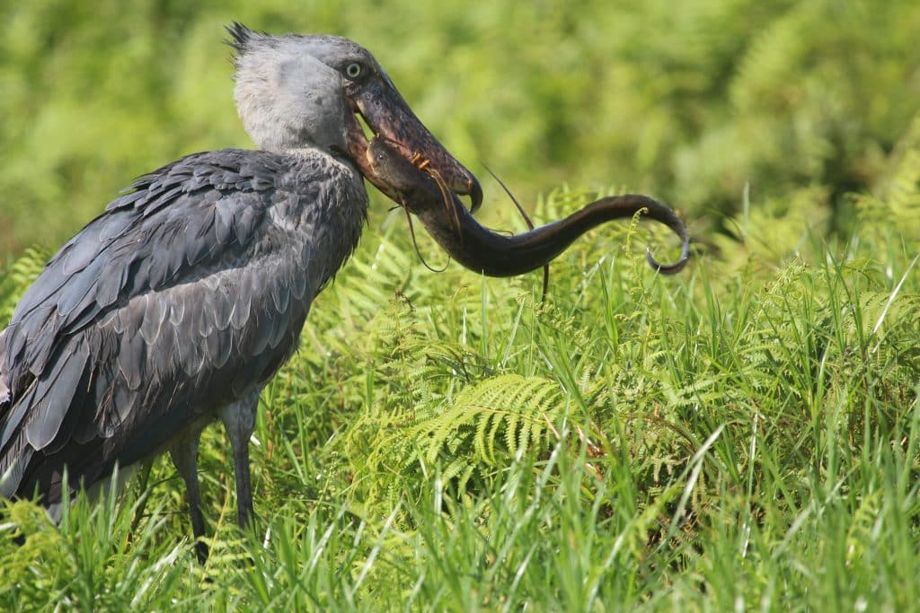 Uganda birdwatching tours
