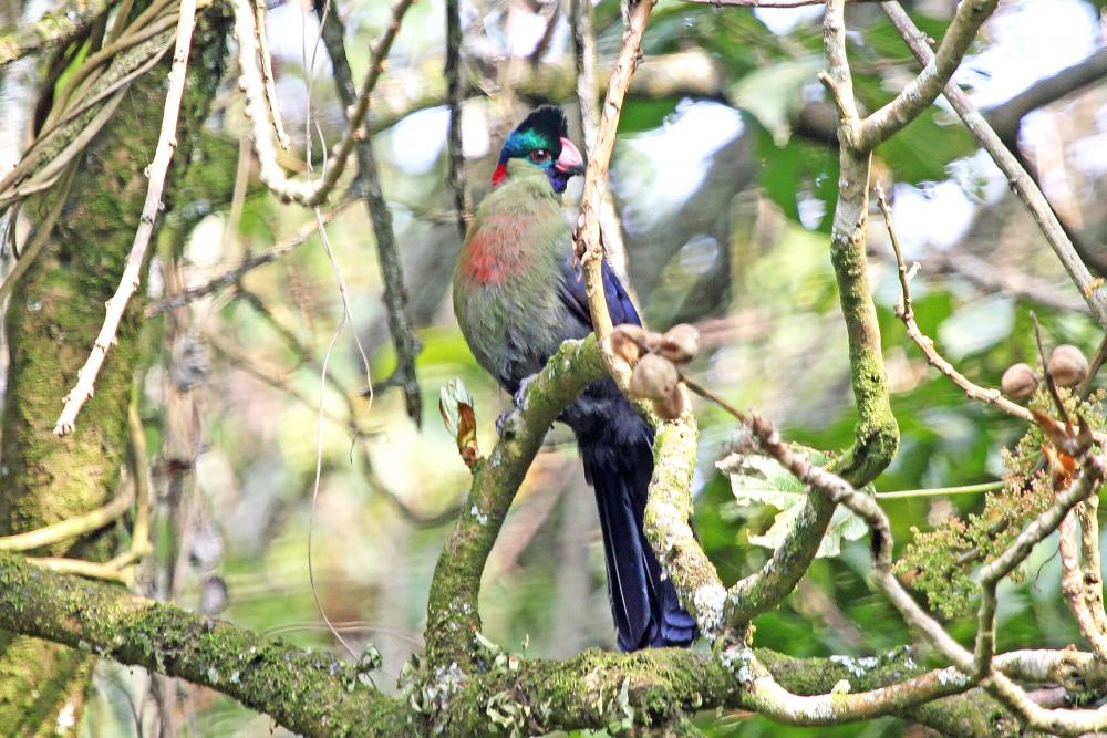 Uganda birding tours
