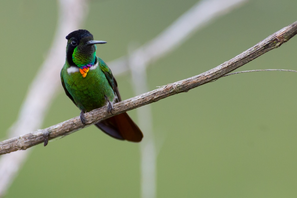 Brazil birding tours
