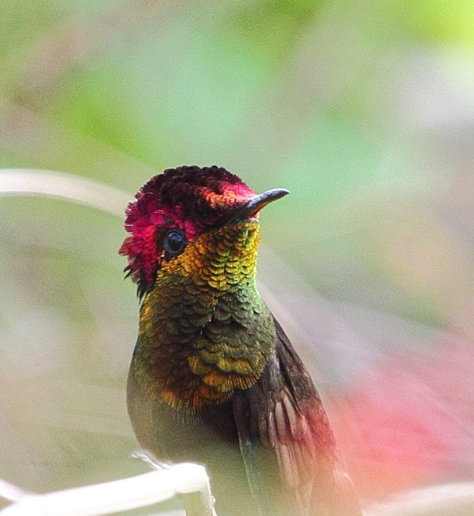Brazil birding tours