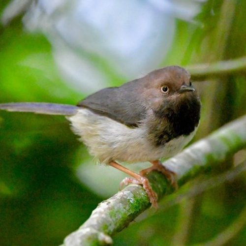 Kenya endemics birdwatching tour