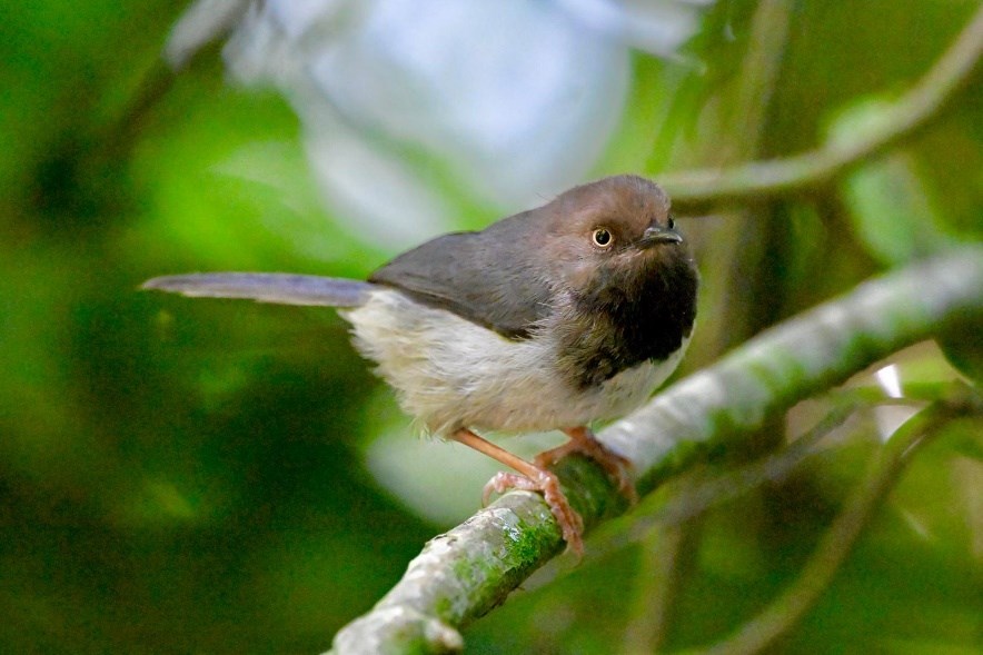 Kenya endemics birdwatching tour