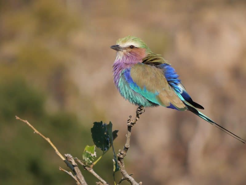 Family birding safari