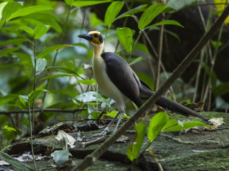 Ghana birding tours