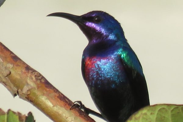 Ghana birding tours