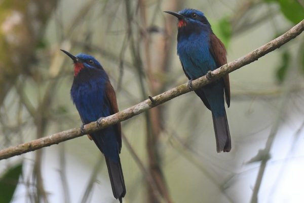 Ghana birding tours