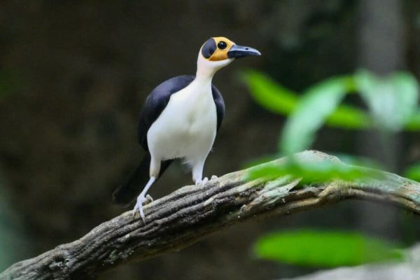 Ghana birding tours