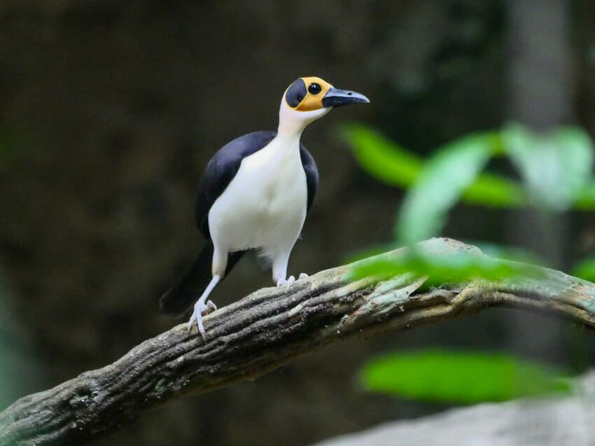 Ghana birding tours