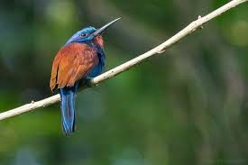 Ghana birding tours